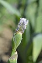 Border Bearded Iris Ci Sei