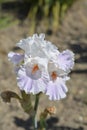 Border Bearded Iris Ci Sei