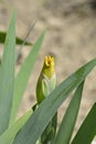 Border Bearded Iris Luna Di Miele