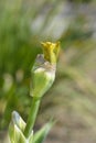 Border Bearded Iris Luna Di Miele