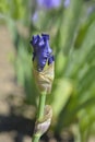 Border Bearded Iris Lusahim