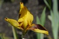 Border Bearded Iris Whoop Em Up Royalty Free Stock Photo