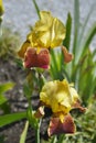 Border Bearded Iris Whoop Em Up Royalty Free Stock Photo