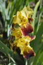 Border Bearded Iris Whoop Em Up Royalty Free Stock Photo