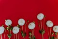Border of beautiful autumn white dahlia flowers on red background Royalty Free Stock Photo