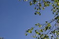 Border of birch foliage over clean plain blue sky, springtime