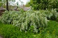 Border of blossoming bushes of Van Houtte Spirea in May Royalty Free Stock Photo