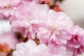 Border of blossoming pink sacura cherry tree branches in garden Royalty Free Stock Photo