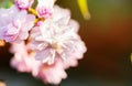 Border of blossoming pink sacura cherry tree branches in garden Royalty Free Stock Photo