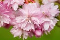 Border of blossoming pink sacura cherry tree branches in garden Royalty Free Stock Photo