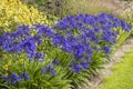Border of blue agapanthus flowers in a garden.