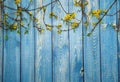 Border of branches of flowering forsythia on a light blue wooden background.