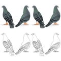 Border Carriers pigeons domestic breeds sports birds natural and outline vintage set one vector animals illustration for design Royalty Free Stock Photo