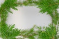 Border of cedar and tamarack branches Royalty Free Stock Photo