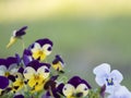 Border of close up garden pansy, yellow, purple and violet viola flower on a green bokeh background, selective focus Royalty Free Stock Photo