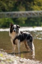 Border colie dog at the river Royalty Free Stock Photo