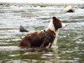 Border colie in the water Royalty Free Stock Photo