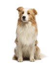 Border Collie, 1.5 years old, sitting and looking away Royalty Free Stock Photo