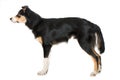 Young border collie dog standing on white background Royalty Free Stock Photo