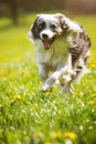 Running border collie dog in a dandelion meadow Royalty Free Stock Photo