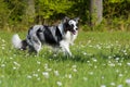 Running border collie dog in a flower meadow Royalty Free Stock Photo