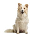Border Collie, 2.5 years old, sitting and looking at the camera Royalty Free Stock Photo
