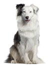 Border Collie, 2 years old, sitting Royalty Free Stock Photo