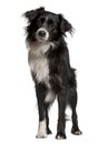 Border collie, 2 years old, standing Royalty Free Stock Photo