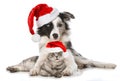 Cat and dog with santa hats on white background