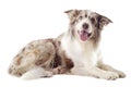 Border collie Royalty Free Stock Photo