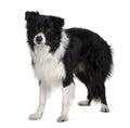 Border collie, 3 years old, standing Royalty Free Stock Photo