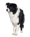 Border collie, 3 years old, standing Royalty Free Stock Photo