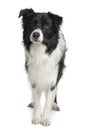 Border collie, 3 years old, standing Royalty Free Stock Photo