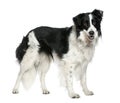 Border collie, 3 years old, standing Royalty Free Stock Photo