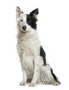 Border Collie, 4 years old, sitting Royalty Free Stock Photo