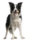 Border Collie, 5 and a half years old, standing Royalty Free Stock Photo