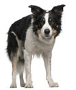 Border Collie, 5 and a half years old, standing Royalty Free Stock Photo