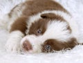 Border Collie Royalty Free Stock Photo