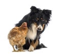 Border Collie, 8.5 years old, sitting behind a hen and looking at it Royalty Free Stock Photo