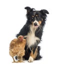 Border Collie, 8.5 years old, sitting behind a hen a looking at it with envy Royalty Free Stock Photo