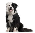 Border Collie, 8 and a half years old, sitting Royalty Free Stock Photo