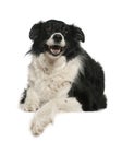 Border Collie, 9 years old, lying Royalty Free Stock Photo