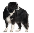 Border Collie, 9 years old, standing Royalty Free Stock Photo