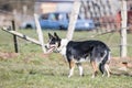 Border collie dog