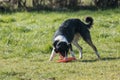 Border collie dog