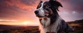 Border collie against dramatic sunset light.Dog wide banner. copy space for text