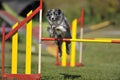 Border Collie on agility competition Royalty Free Stock Photo