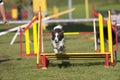 Border Collie agility Royalty Free Stock Photo