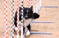 Border Collie agility poles Royalty Free Stock Photo