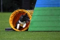 Border collie agility training Royalty Free Stock Photo